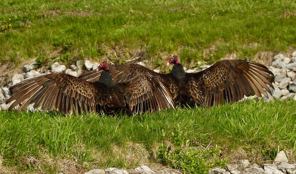 Turkey Vulture - Robert Chadwick