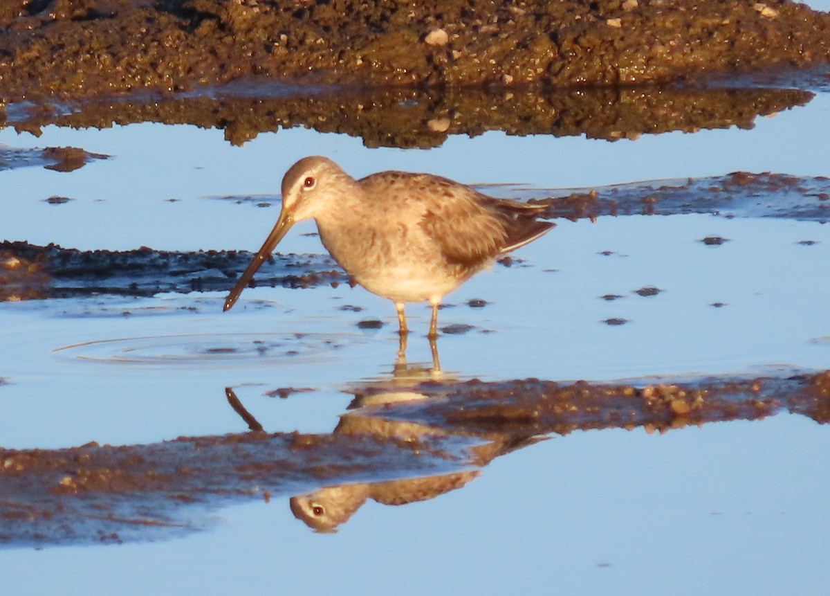 Long-billed Dowitcher - ML616680310
