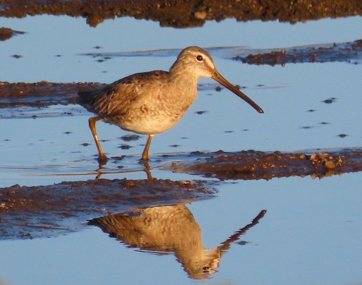 Long-billed Dowitcher - ML616680371