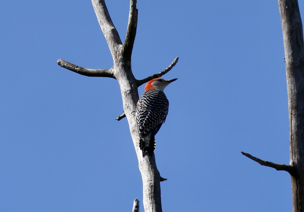 Red-bellied Woodpecker - ML616680436
