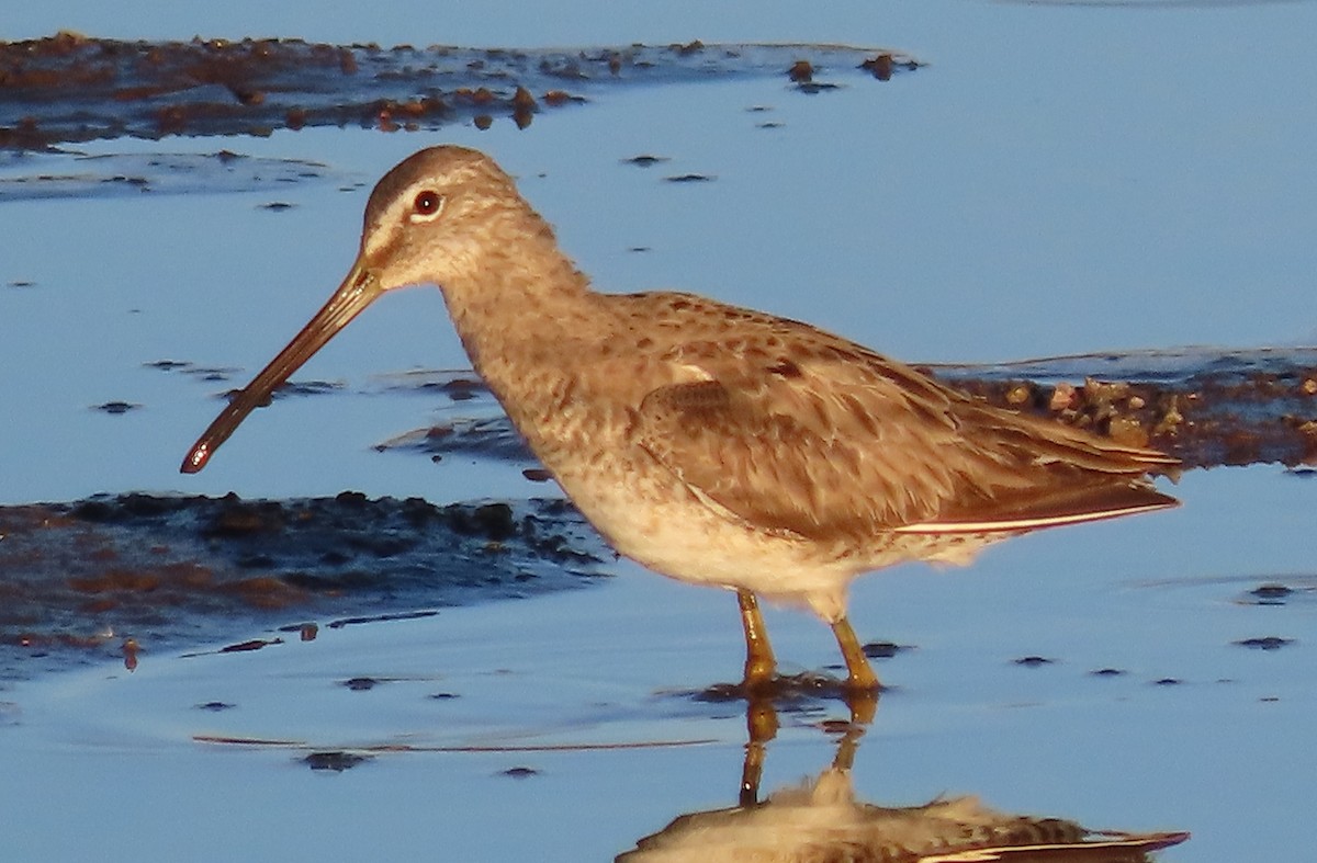 Long-billed Dowitcher - ML616680475