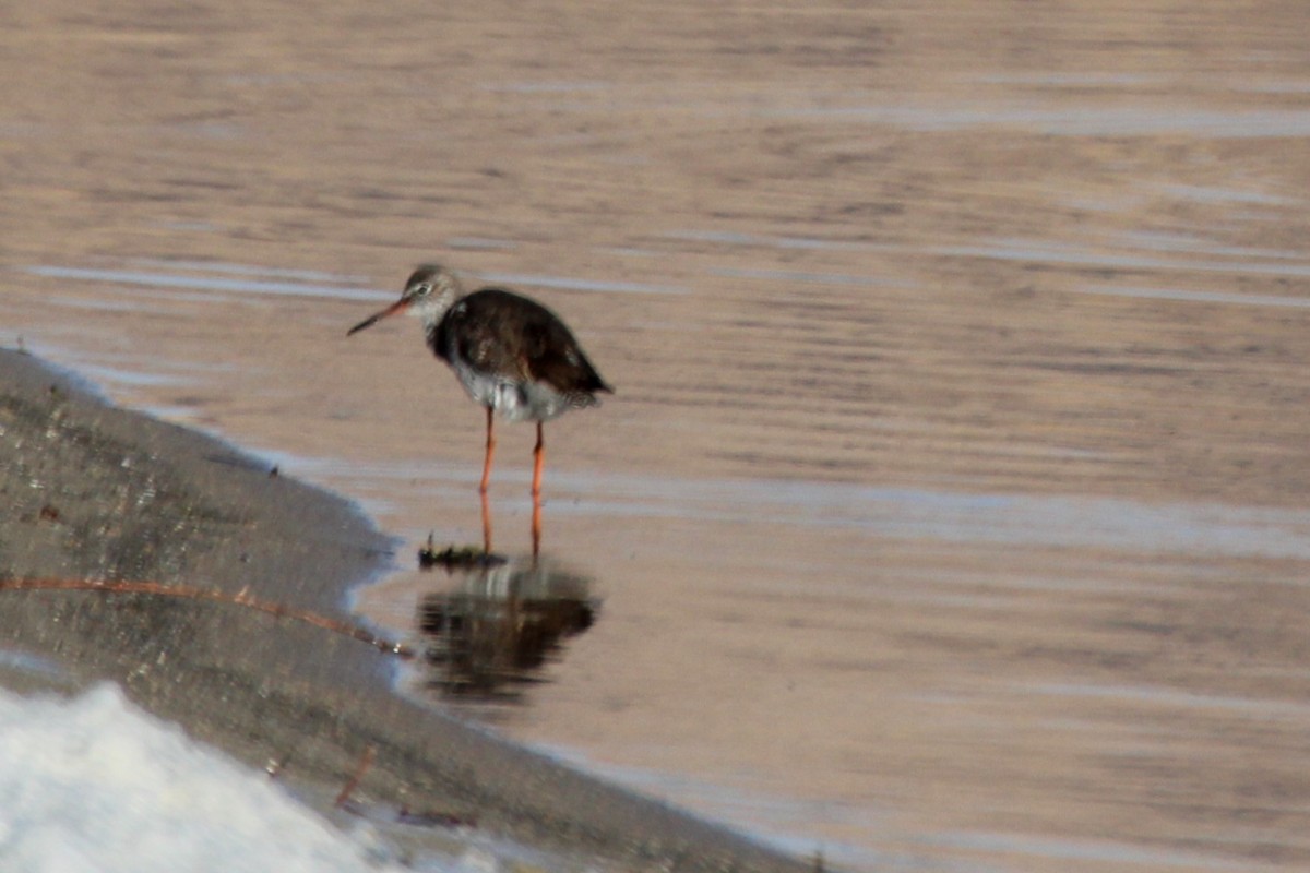 Spotted Redshank - ML616680476