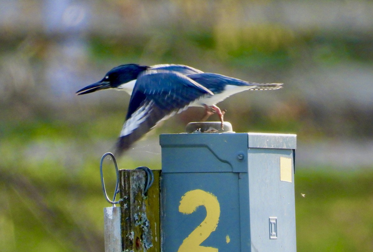 Belted Kingfisher - ML616680493