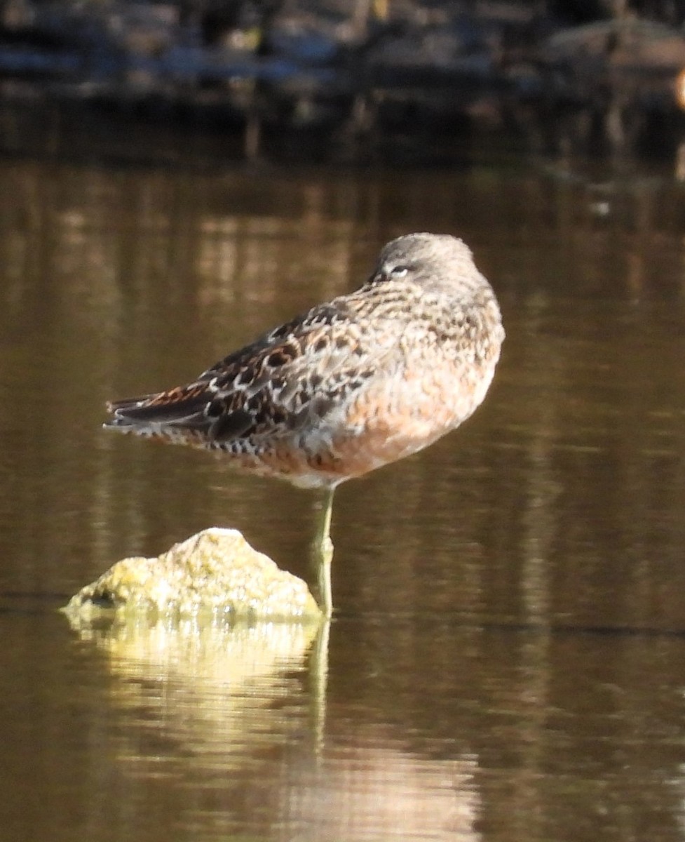 Long-billed Dowitcher - ML616680498