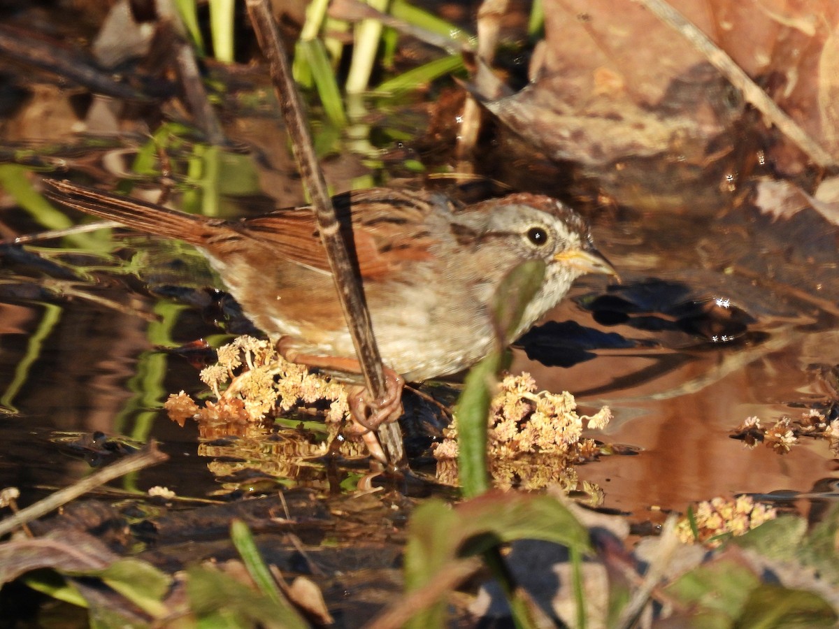Swamp Sparrow - ML616680585