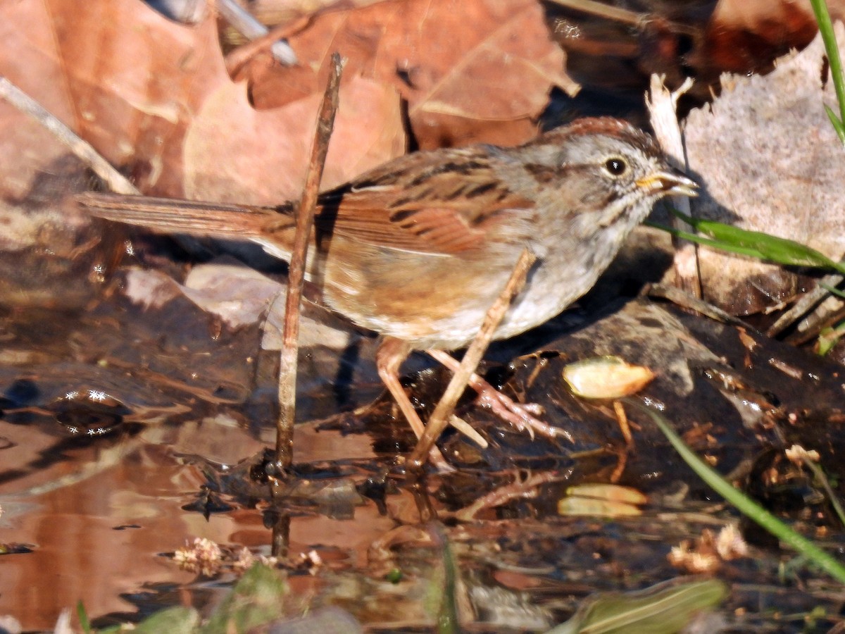 Swamp Sparrow - Tom and/or Colleen Becker