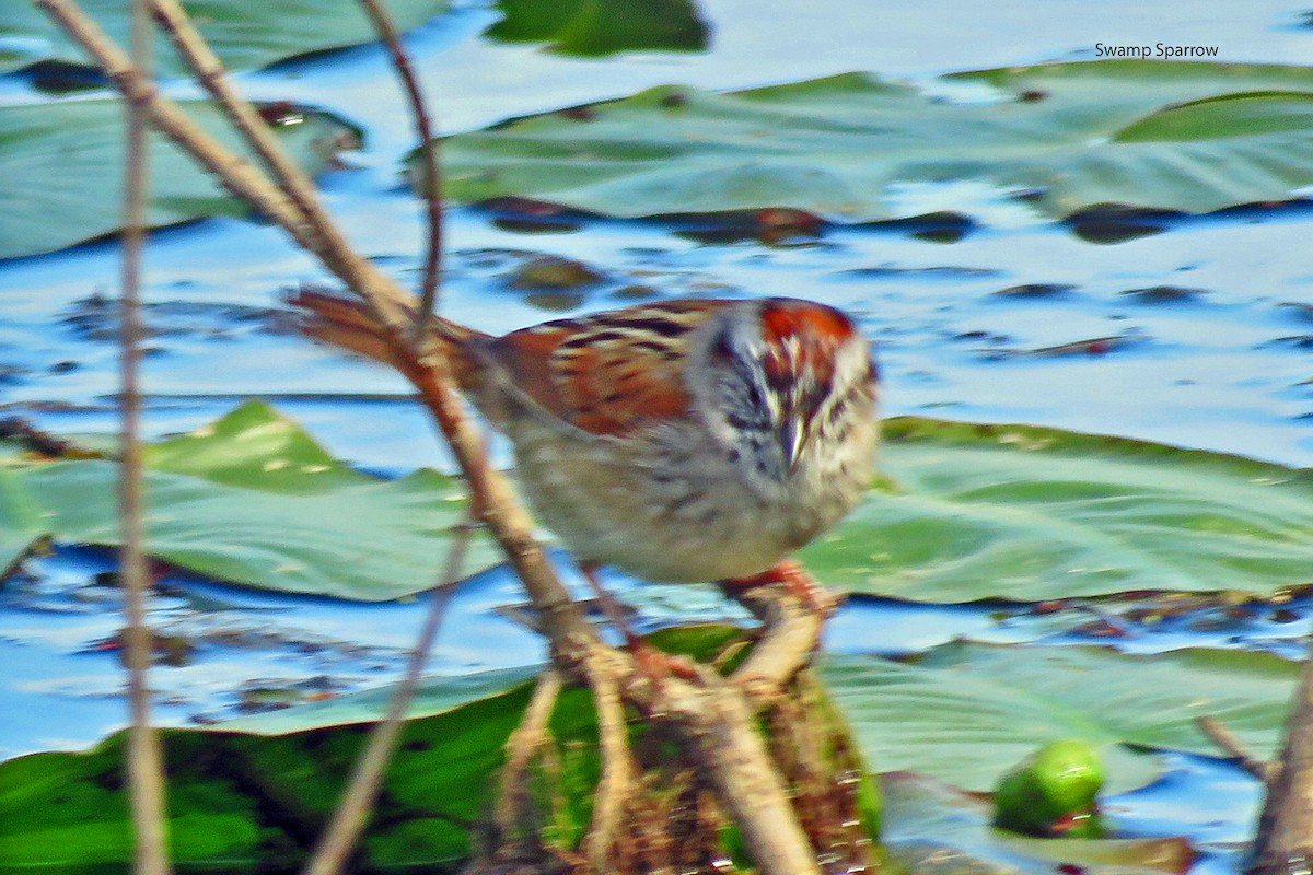 Swamp Sparrow - Merrill Lester