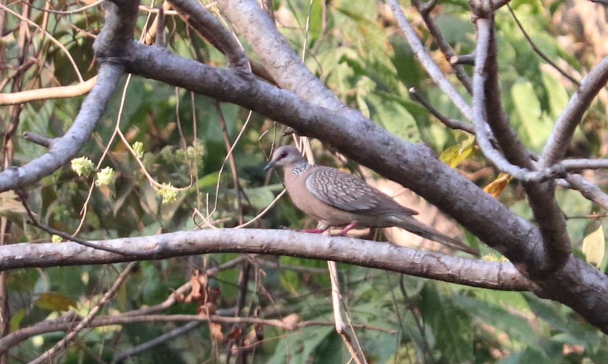 Spotted Dove - ML616680646