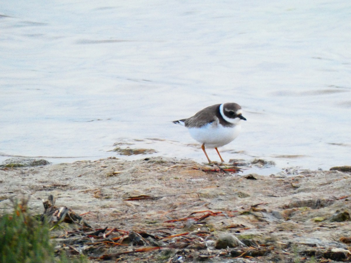 Common Ringed Plover - ML616680705