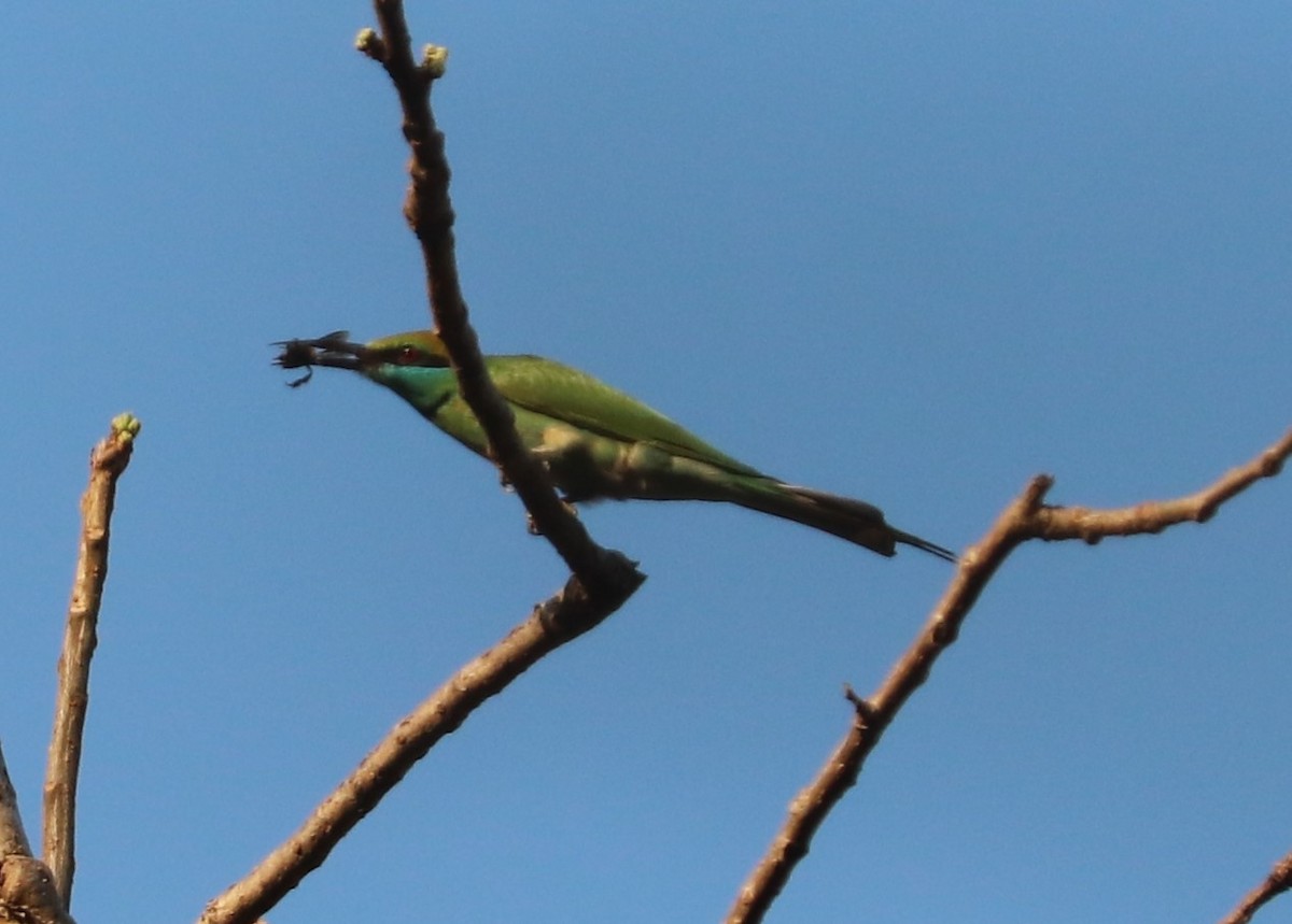 Asian Green Bee-eater - ML616680722