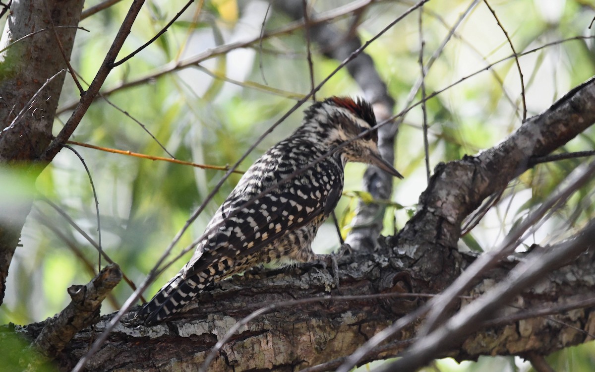 Checkered Woodpecker - Camilo Garcia Gonzalez