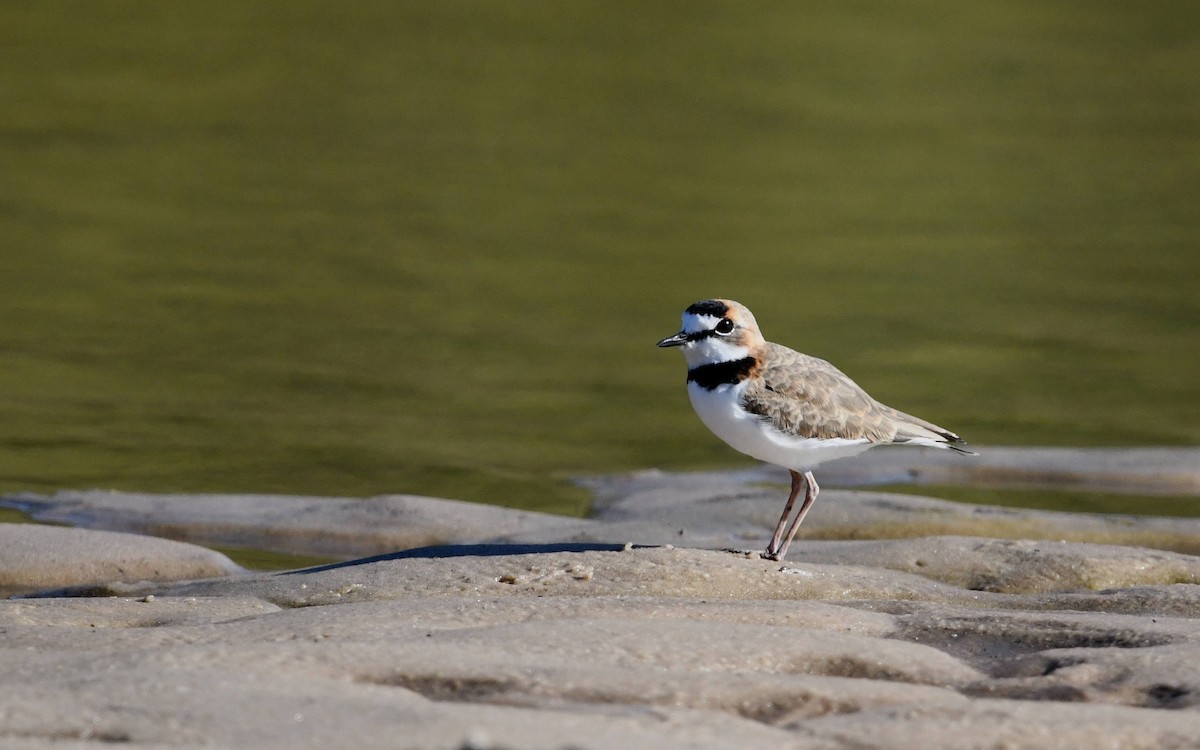 Collared Plover - ML616680992