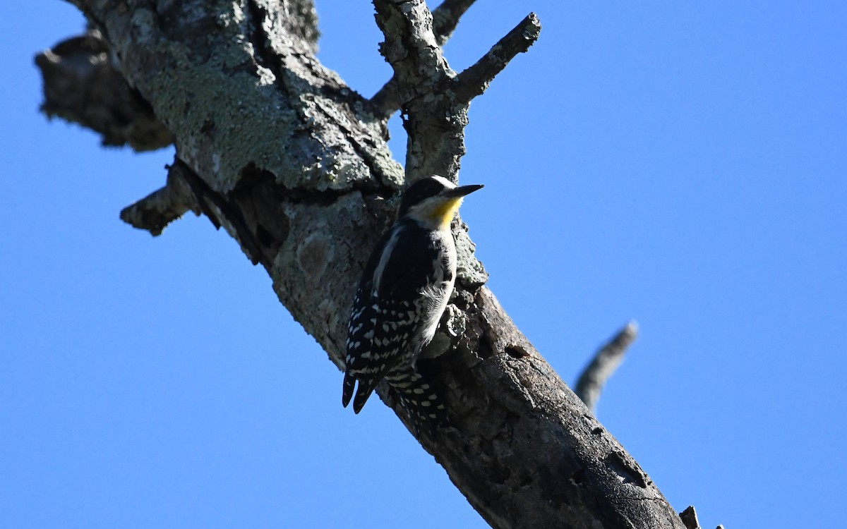White-fronted Woodpecker - ML616681045