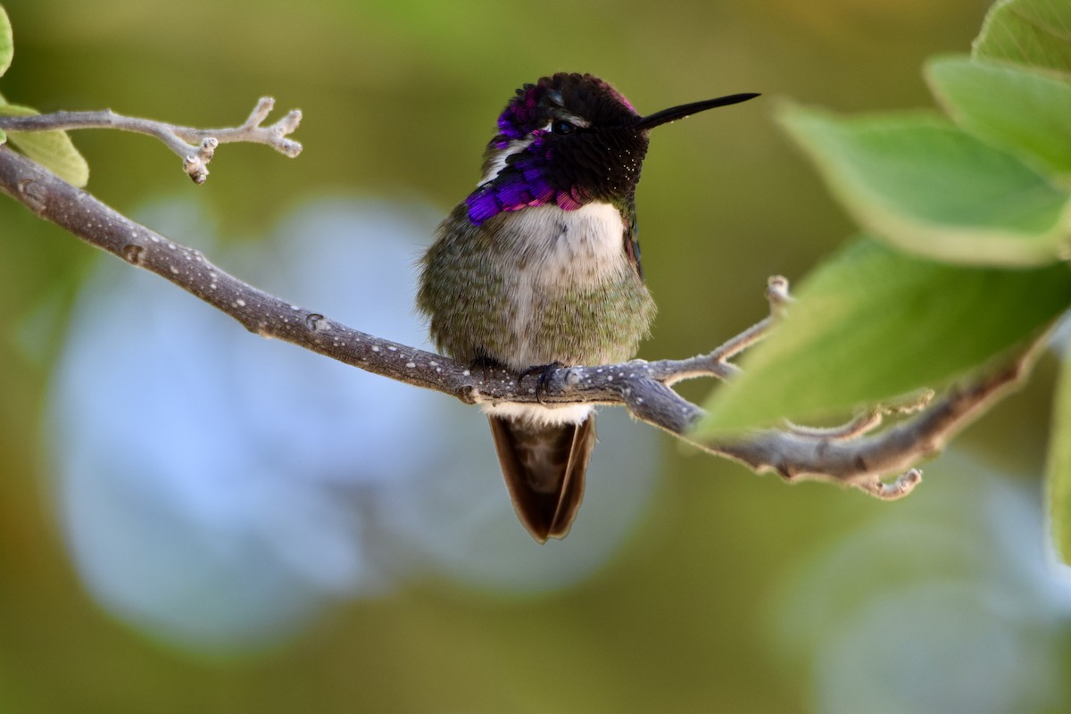 Costa's Hummingbird - ML616681055