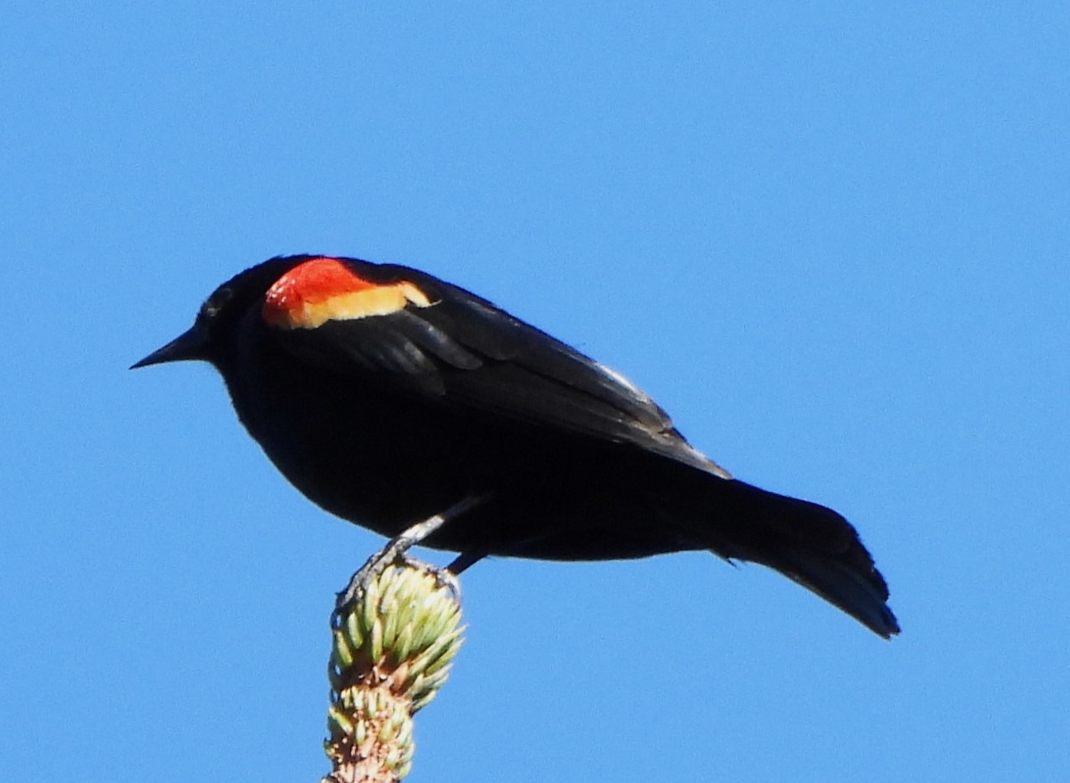 Red-winged Blackbird - Glenn Pannier