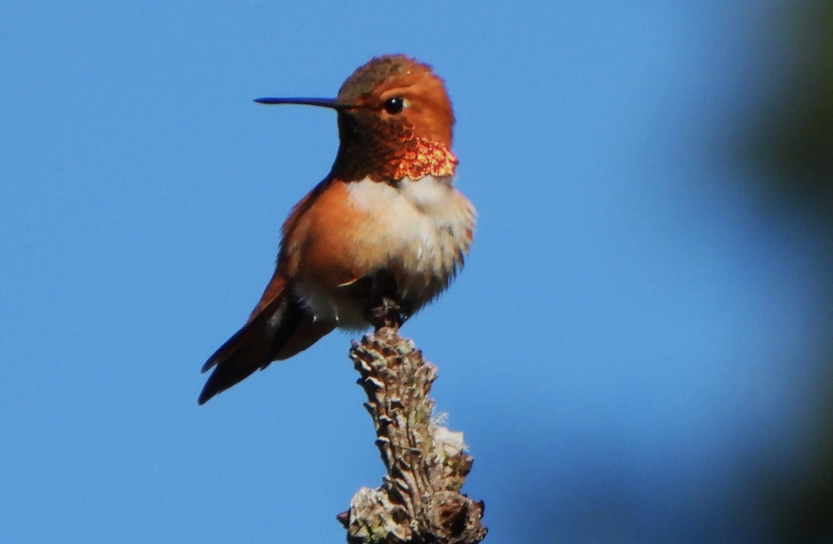 Rufous Hummingbird - Glenn Pannier