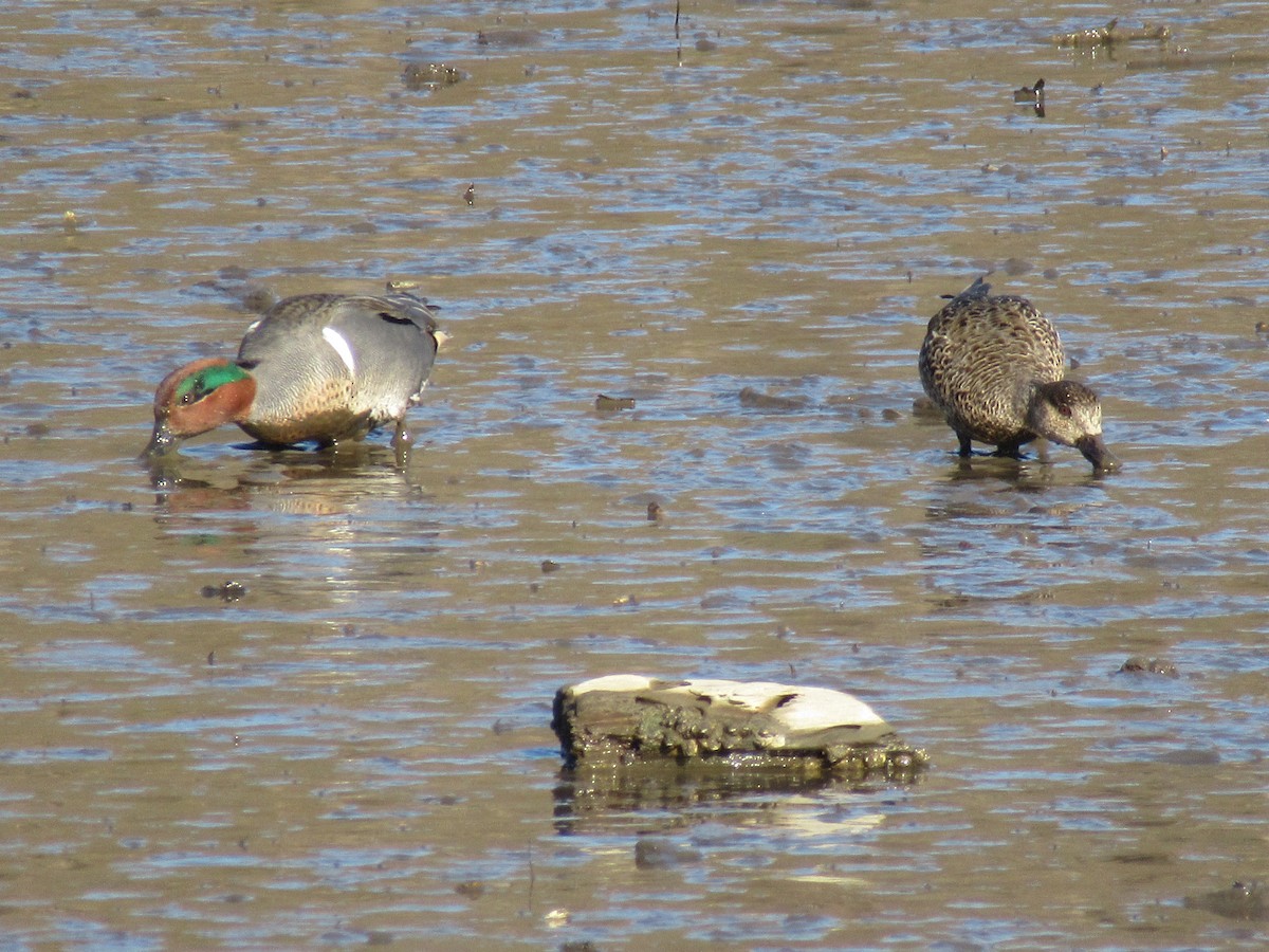 Green-winged Teal - ML616681313