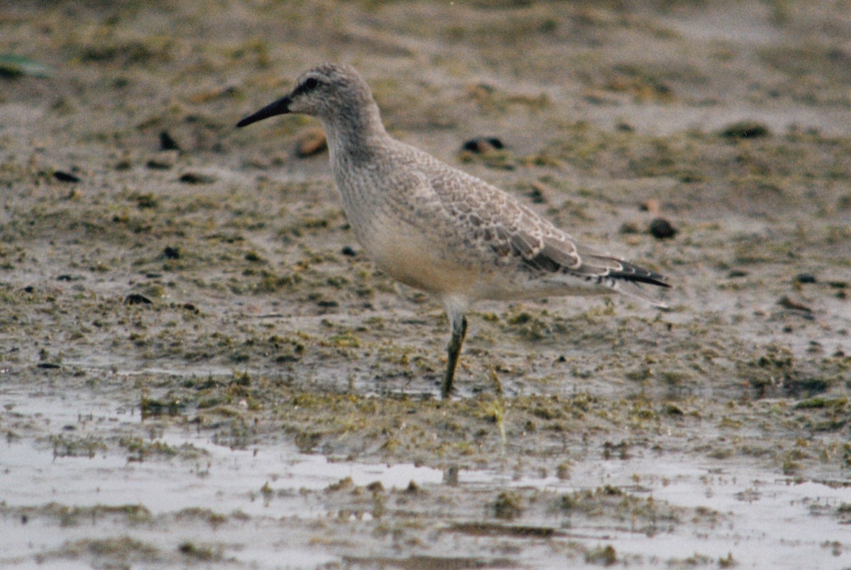 Red Knot - ML616681363