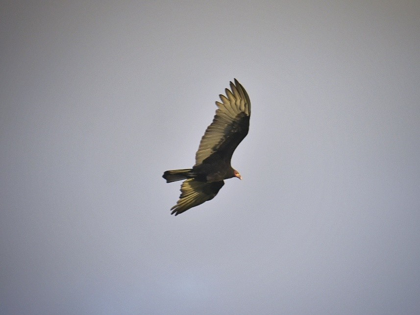 Lesser Yellow-headed Vulture - ML616681438
