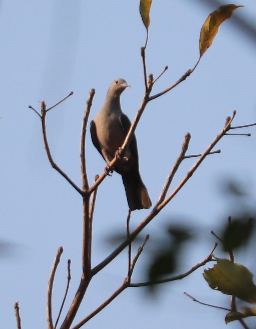 Green Imperial-Pigeon - ML616681458