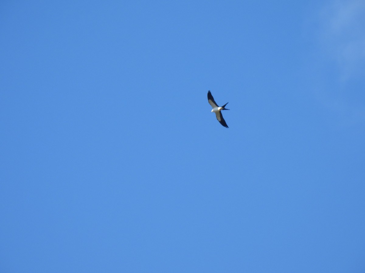 Swallow-tailed Kite - ML616681483