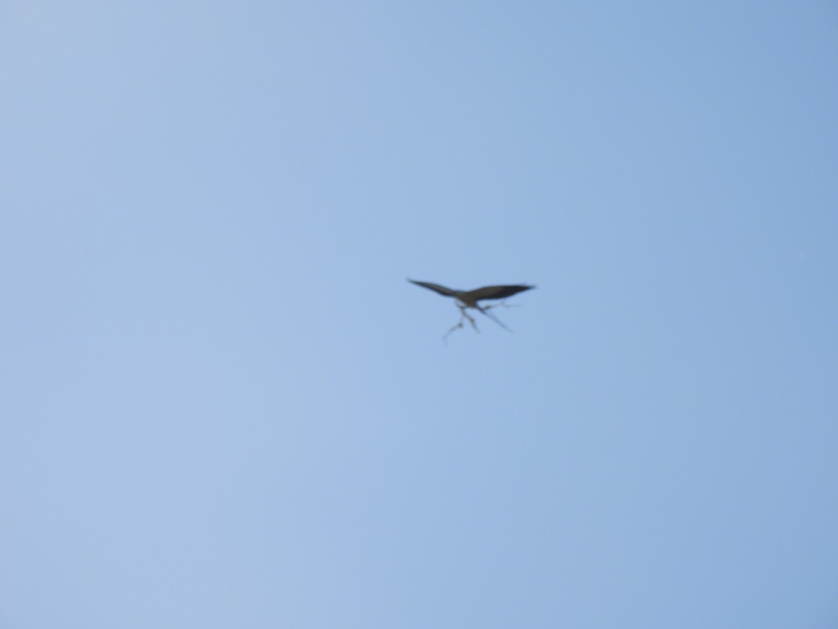 Swallow-tailed Kite - Brenda Curtis