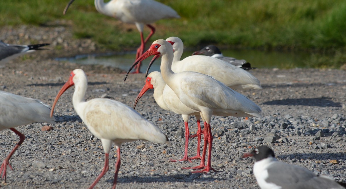 ibis bílý - ML616681504