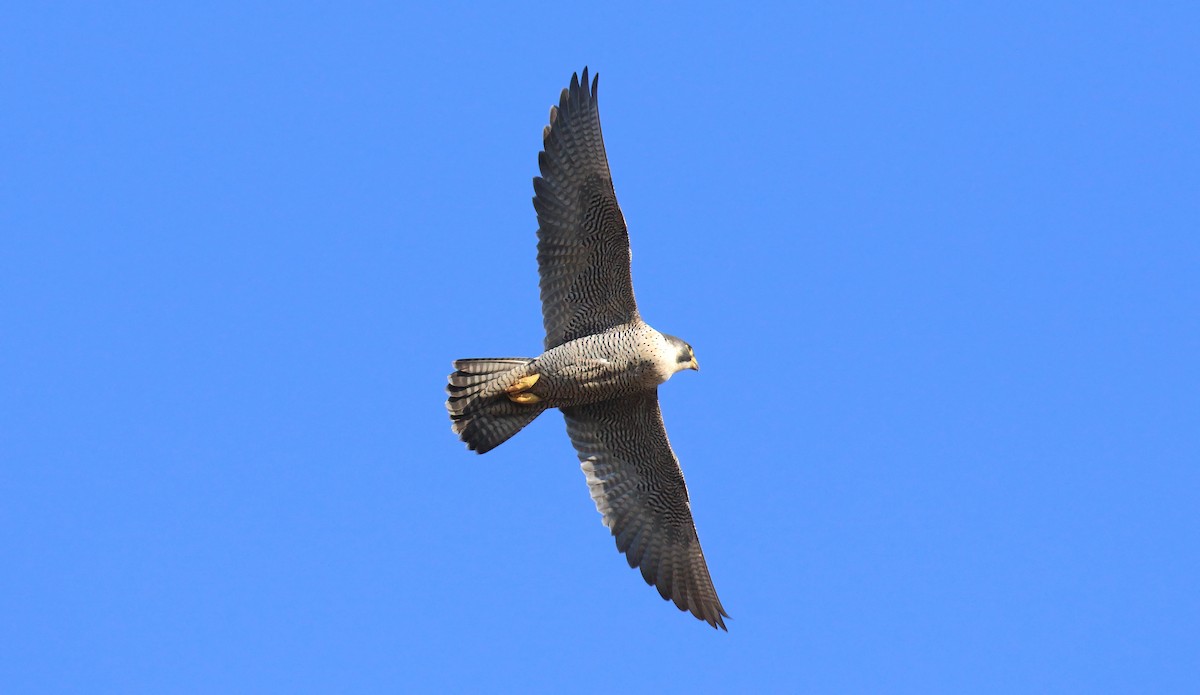 Peregrine Falcon (Eurasian) - ML616681739