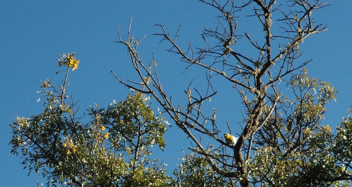Schwarzmasken-Kleidervogel - ML616681805