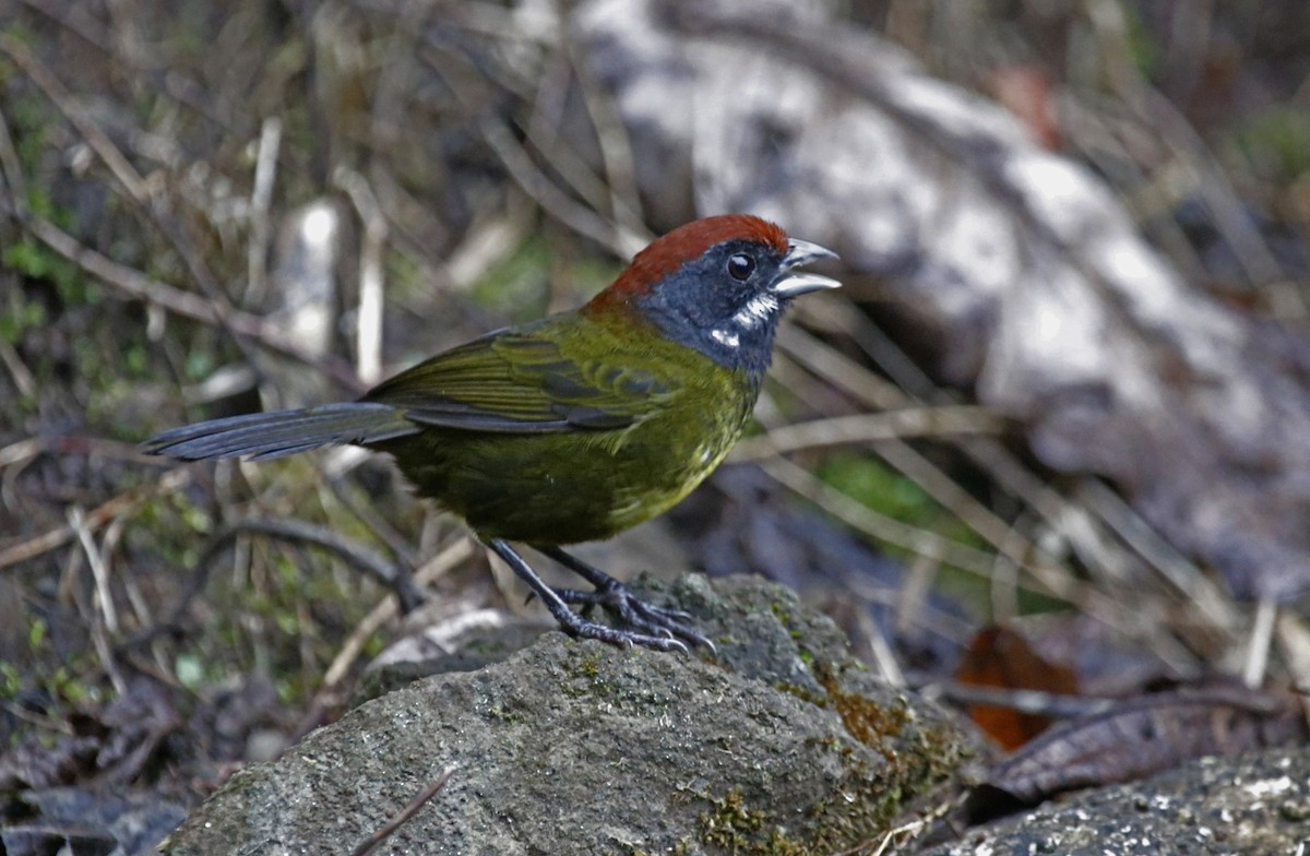 Sooty-faced Finch - ML616681845