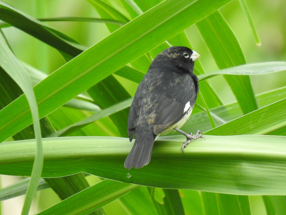 Black-and-white Seedeater - ML616682084