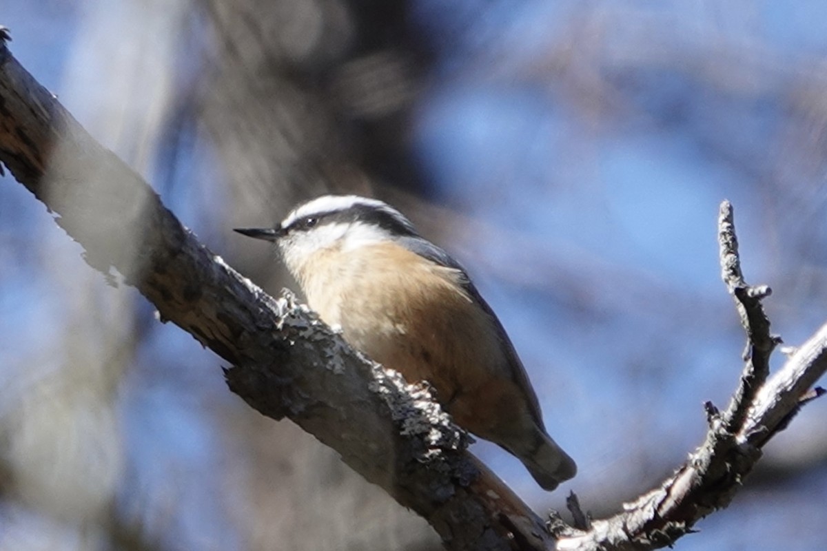 Red-breasted Nuthatch - ML616682114