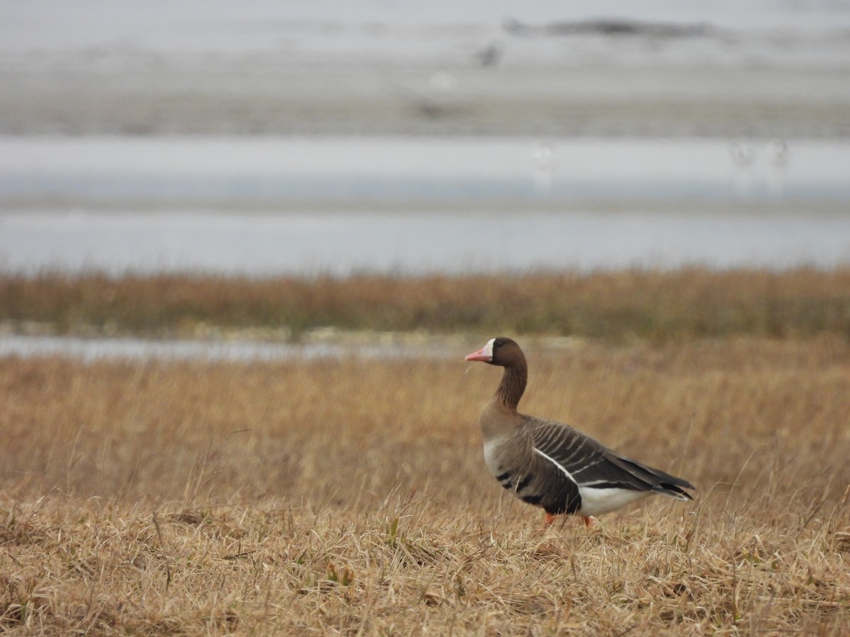 Greater White-fronted Goose - ML616682294