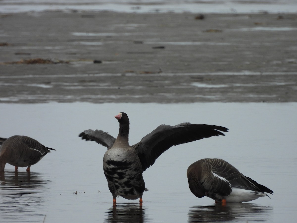 Greater White-fronted Goose - ML616682295