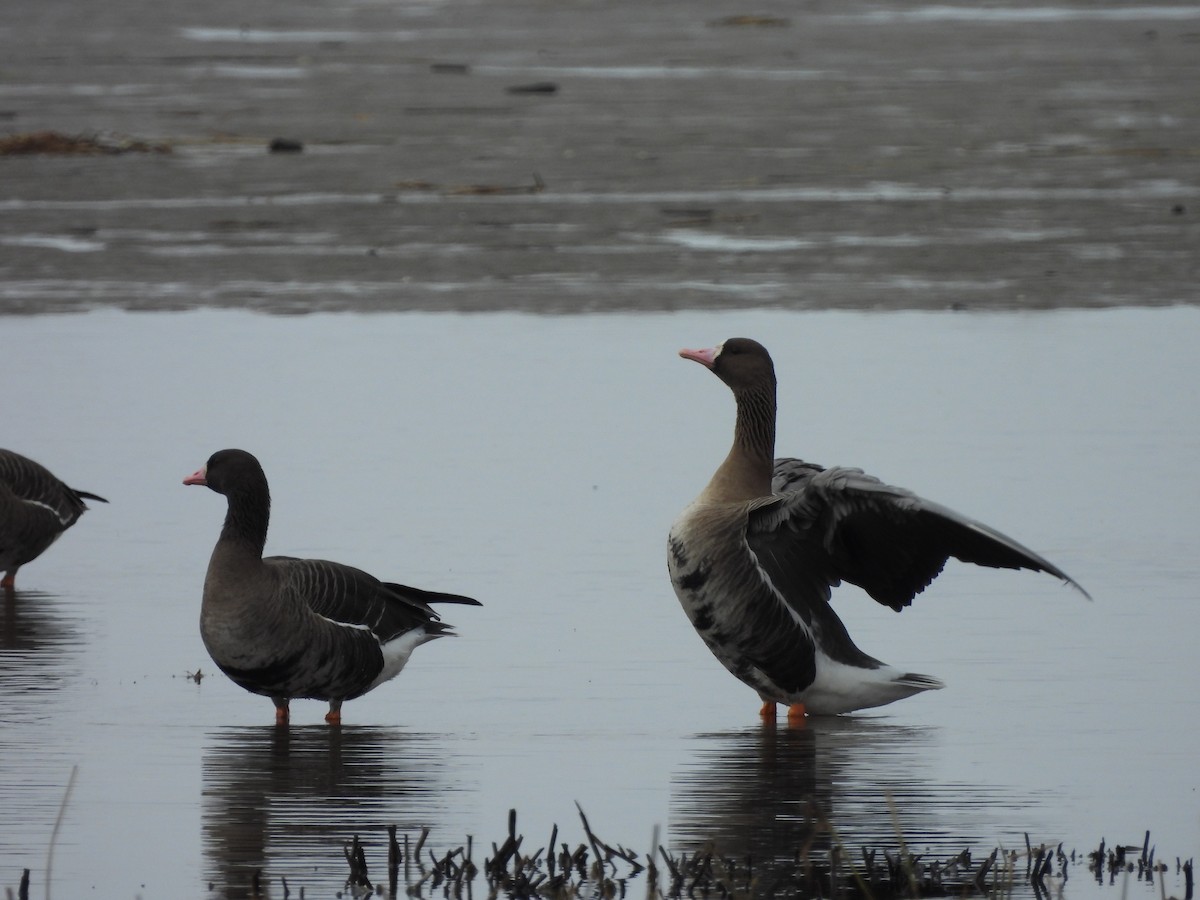 Greater White-fronted Goose - ML616682296