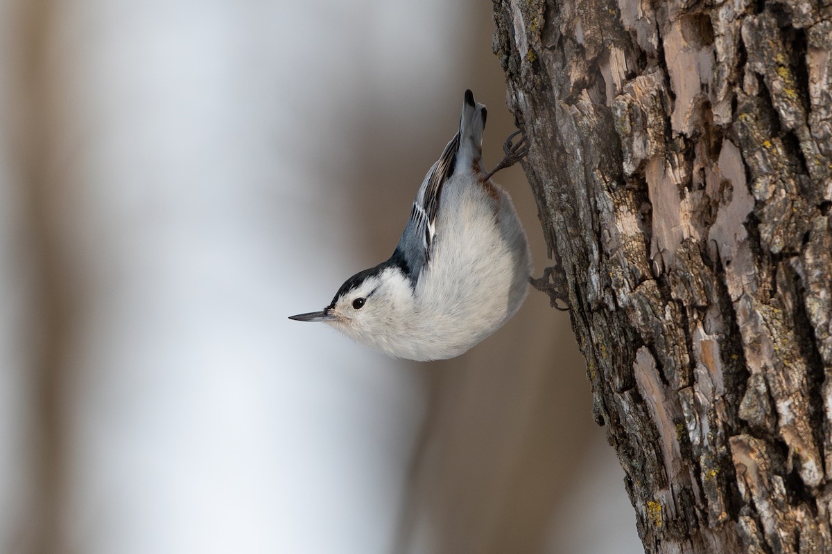 White-breasted Nuthatch - ML616682323