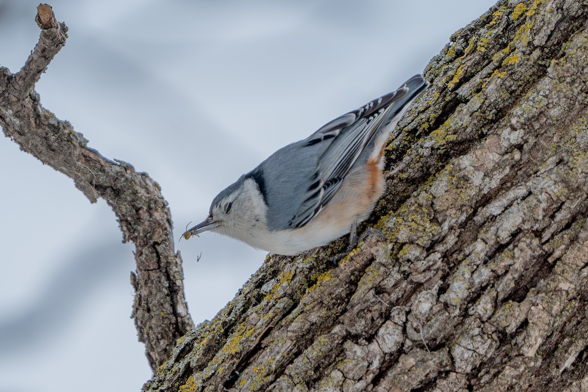 White-breasted Nuthatch - ML616682332