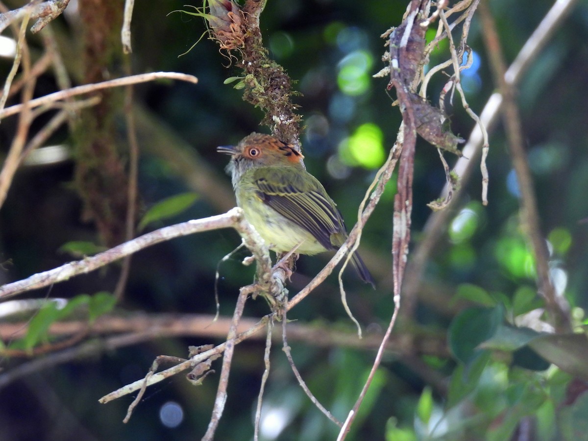 Scale-crested Pygmy-Tyrant - ML616682336