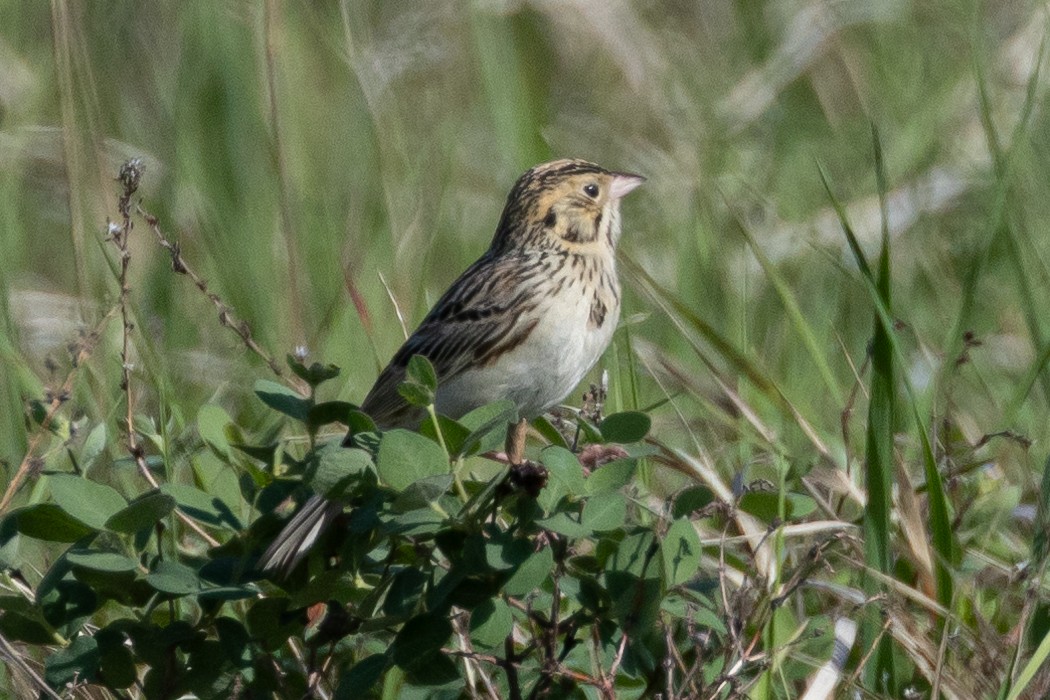 Baird's Sparrow - ML616682365
