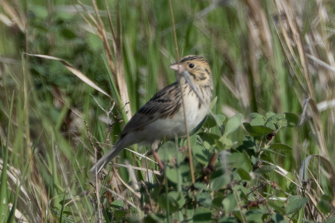 Baird's Sparrow - ML616682366