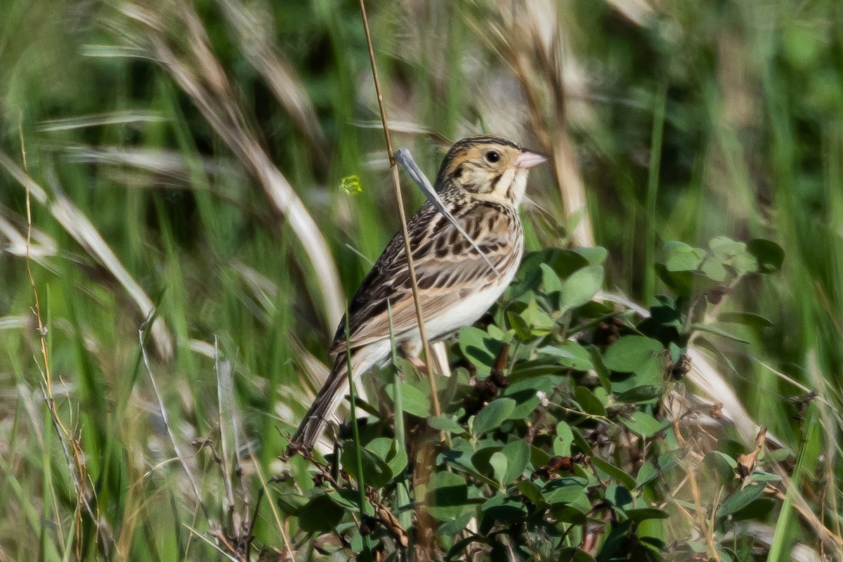 Baird's Sparrow - ML616682367
