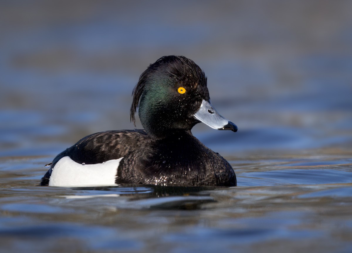 Tufted Duck - ML616682391