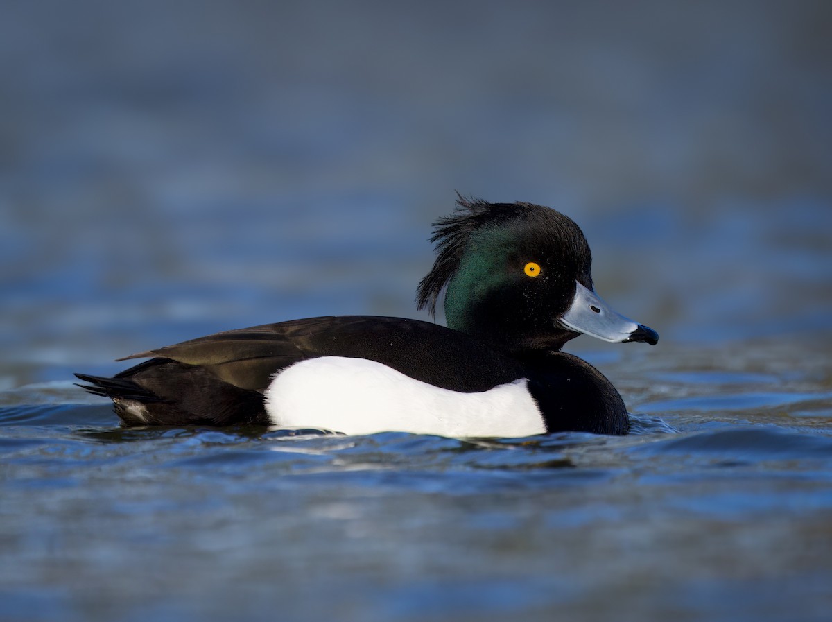Tufted Duck - ML616682392