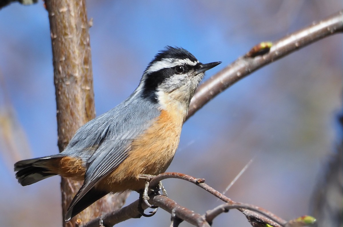 Red-breasted Nuthatch - ML616682480