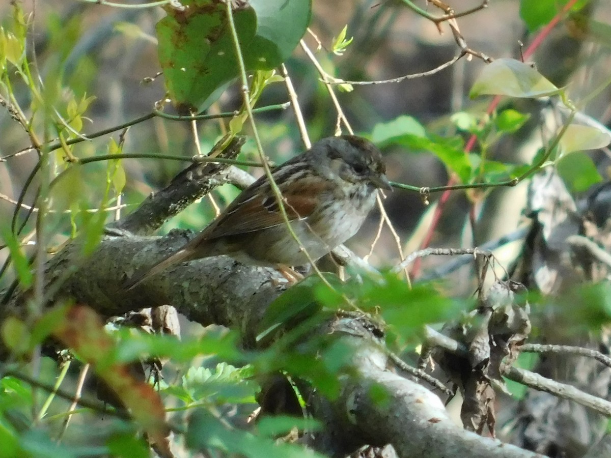 Swamp Sparrow - ML616682536