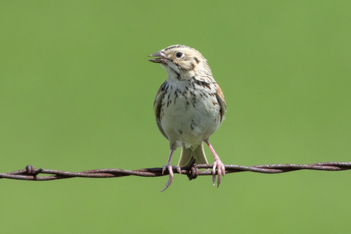 Baird's Sparrow - ML616682668