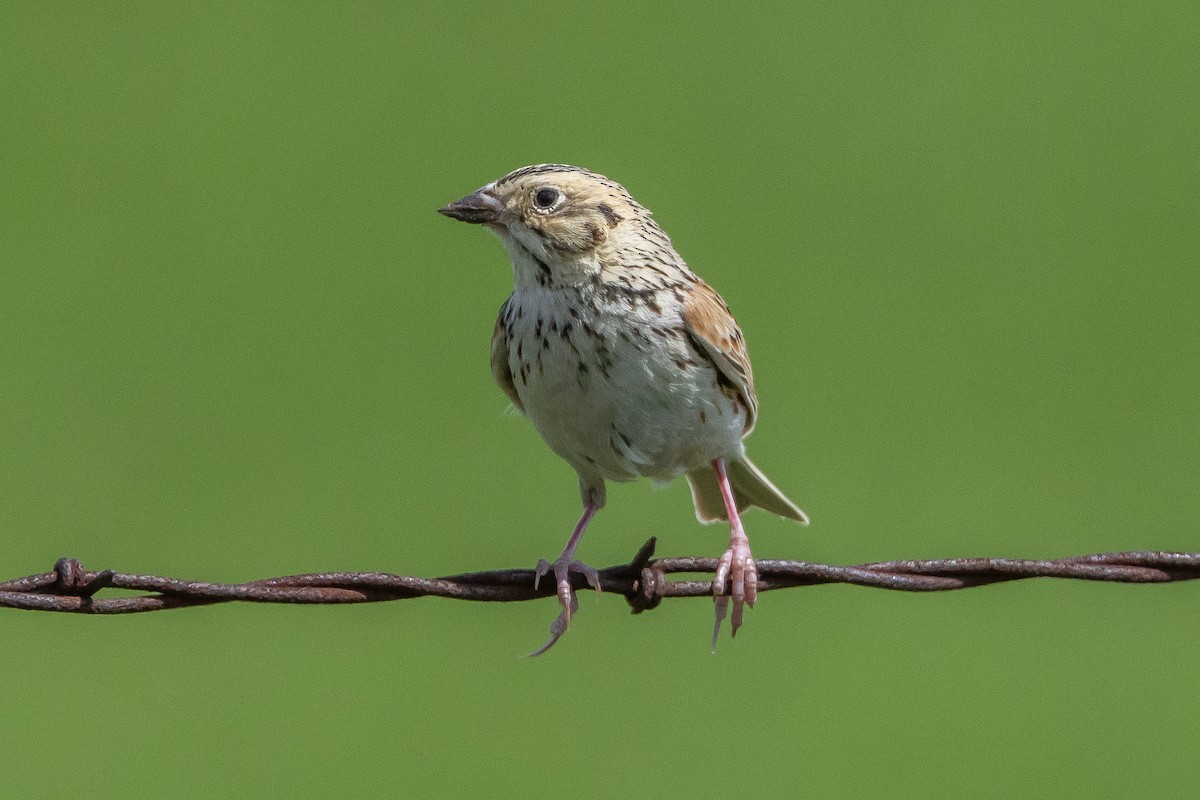 Baird's Sparrow - ML616682669