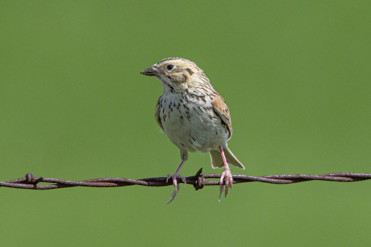 Baird's Sparrow - ML616682670