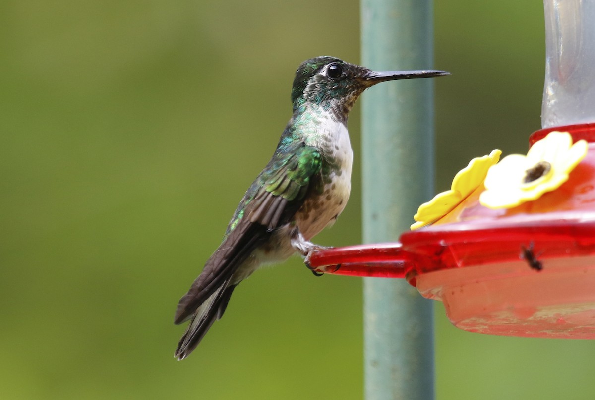 kolibřík vysočinný - ML616682817