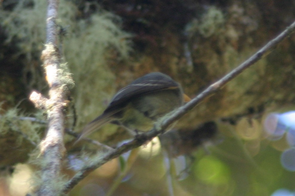 Ochraceous Pewee - ML616683076